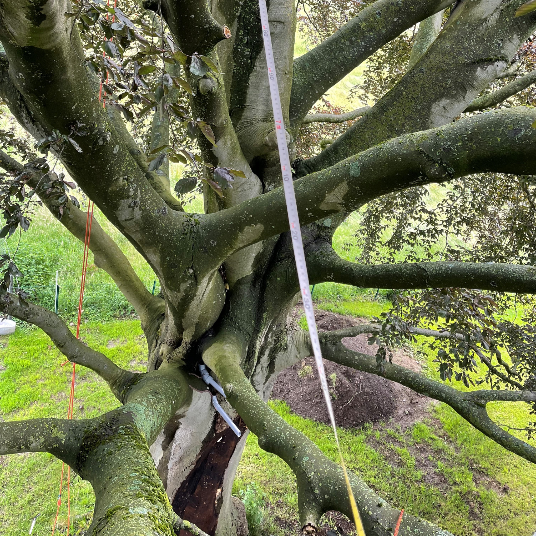 Haubanage d'un arbre par Nolan Douterlot de la Corderie Bauwens