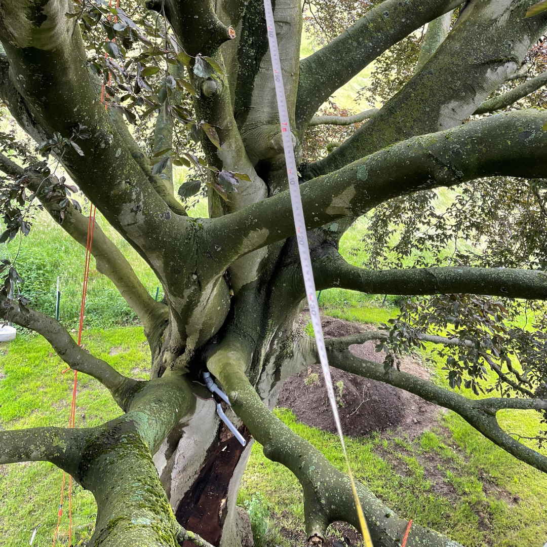 HAUBANAGE_ARBRE_CORDERIE_BAUWENS