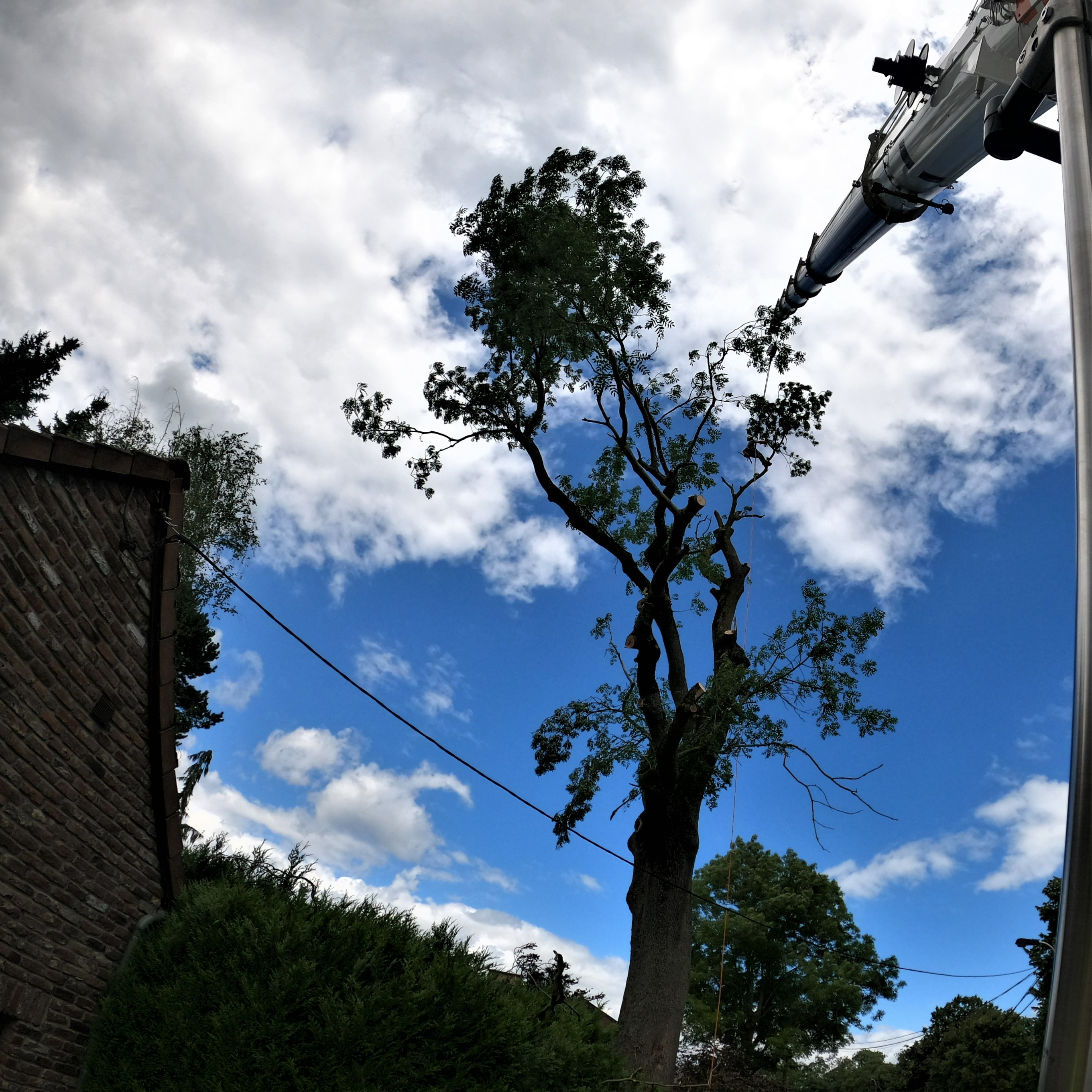 DEMONTAGE_ARBRE_GRUE_CORDERIE_BAUWENS13