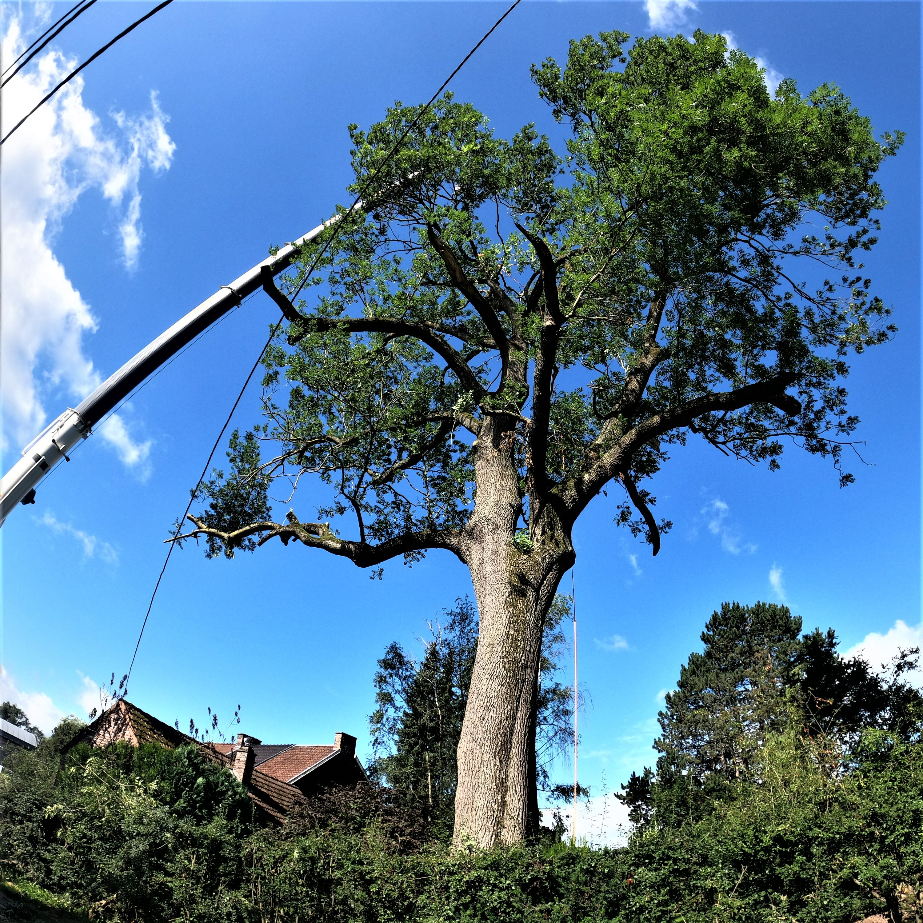 DEMONTAGE_ARBRE_GRUE_CORDERIE_BAUWENS10