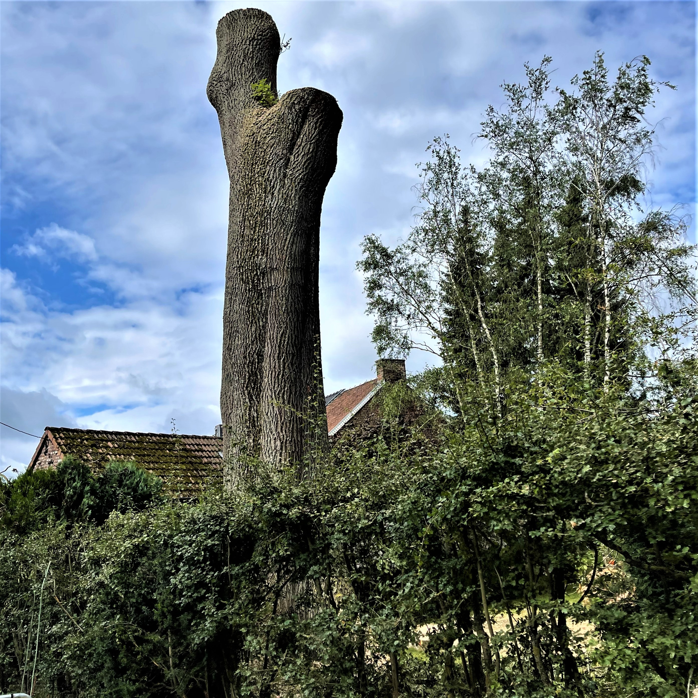 DEMONTAGE_ARBRE_GRUE_CORDERIE_BAUWENS17